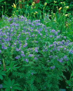 Polemonium caeruleum 9 cm Topf - Größe nach Saison