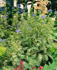 Polemonium caeruleum 9 cm Topf - Größe nach Saison