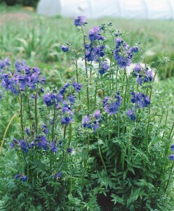 Polemonium caeruleum 9 cm Topf - Größe nach Saison