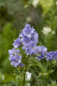 Polemonium caeruleum 9 cm Topf - Größe nach Saison