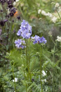 Polemonium caeruleum 9 cm Topf - Größe nach Saison