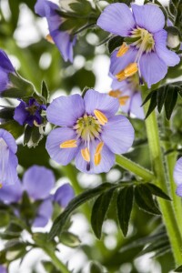 Polemonium caeruleum 9 cm Topf - Größe nach Saison