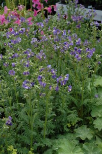 Polemonium caeruleum 9 cm Topf - Größe nach Saison