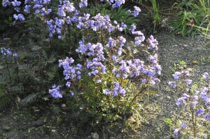 Polemonium caeruleum 9 cm Topf - Größe nach Saison