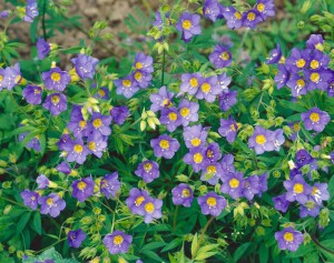 Polemonium caeruleum 9 cm Topf - Größe nach Saison