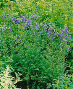 Polemonium caeruleum 9 cm Topf - Größe nach Saison