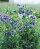 Polemonium caeruleum 9 cm Topf - Größe nach Saison