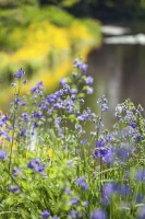 Polemonium caeruleum 9 cm Topf - Größe nach Saison