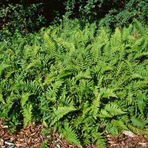Polypodium vulgare 9 cm Topf - Größe nach Saison