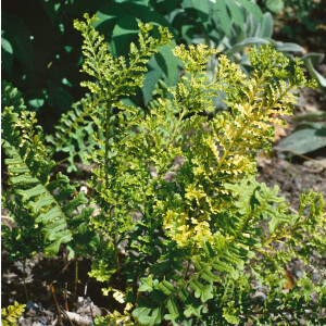 Polypodium vulgare 9 cm Topf - Größe nach Saison