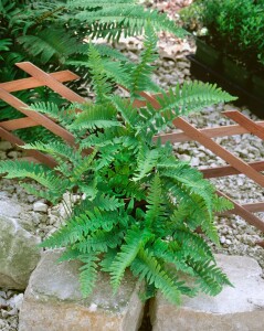 Polypodium vulgare 9 cm Topf - Größe nach Saison