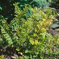 Polypodium vulgare 9 cm Topf - Größe nach Saison