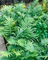 Polypodium vulgare 9 cm Topf - Größe nach Saison