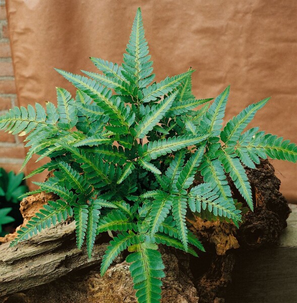 Polystichum acrostichoides 9 cm Topf - Größe nach Saison