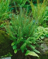 Polystichum acrostichoides 9 cm Topf - Größe nach Saison