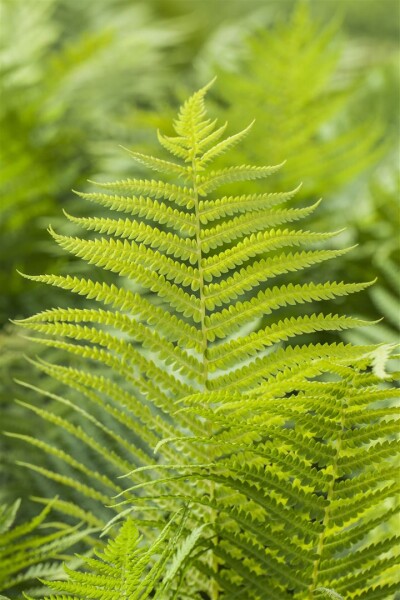 Polystichum aculeatum 9 cm Topf - Größe nach Saison