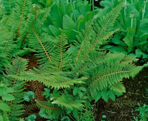 Polystichum aculeatum 9 cm Topf - Größe nach Saison