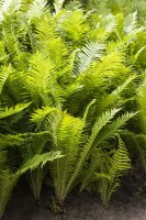 Polystichum aculeatum 9 cm Topf - Größe nach Saison