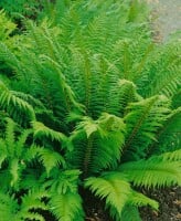 Polystichum aculeatum 9 cm Topf - Größe nach Saison