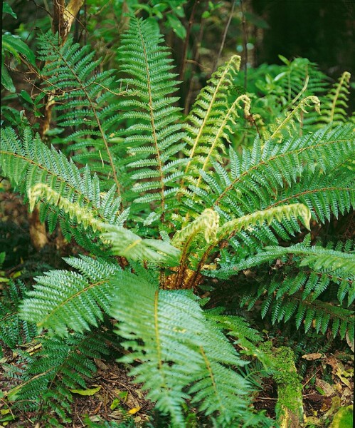 Polystichum braunii 9 cm Topf - Größe nach Saison