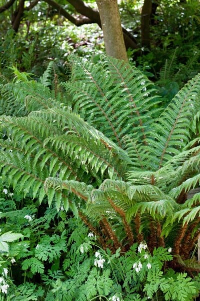 Polystichum polyblepharum 9 cm Topf - Größe nach Saison