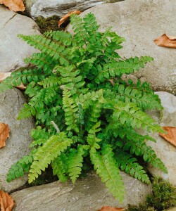 Polystichum polyblepharum 9 cm Topf - Größe nach Saison