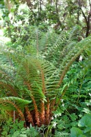 Polystichum polyblepharum 9 cm Topf - Größe nach Saison