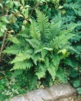 Polystichum polyblepharum 9 cm Topf - Größe nach Saison