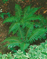 Polystichum polyblepharum 9 cm Topf - Größe nach Saison