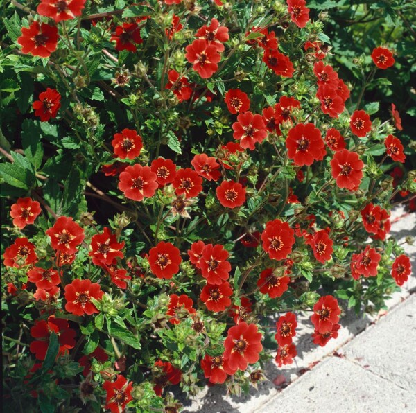 Potentilla atrosang.Gibsons Scarlet 11 cm Topf - Größe nach Saison