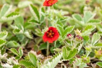 Potentilla atrosang.Gibsons Scarlet 11 cm Topf - Größe nach Saison