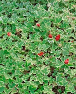 Potentilla atrosanguinea 9 cm Topf - Größe nach Saison