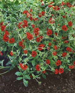 Potentilla atrosanguinea 9 cm Topf - Größe nach Saison