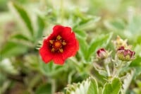 Potentilla atrosanguinea 9 cm Topf - Größe nach Saison