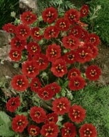 Potentilla atrosanguinea 9 cm Topf - Größe nach Saison