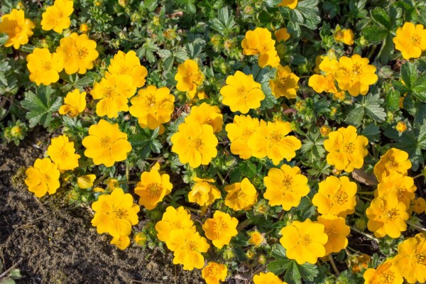 Potentilla aurea Goldklumpen 9 cm Topf - Größe nach Saison