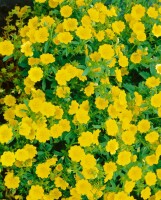 Potentilla aurea Goldklumpen 9 cm Topf - Größe nach Saison