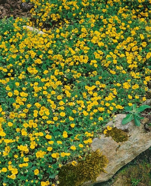 Potentilla crantzii 9 cm Topf - Größe nach Saison