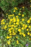 Potentilla crantzii 9 cm Topf - Größe nach Saison