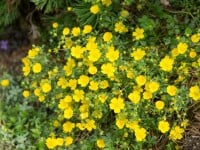 Potentilla crantzii 9 cm Topf - Größe nach Saison