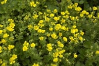 Potentilla crantzii 9 cm Topf - Größe nach Saison