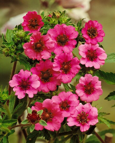 Potentilla nepalensis Miss Willmott 9 cm Topf - Größe nach Saison