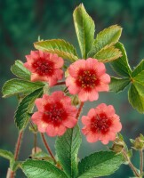 Potentilla nepalensis Miss Willmott 9 cm Topf - Größe nach Saison