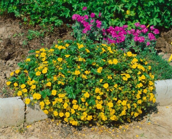 Potentilla neumanniana Nana 9 cm Topf - Größe nach Saison