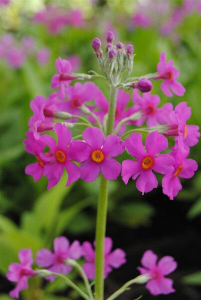 Primula beesiana 9 cm Topf - Größe nach Saison