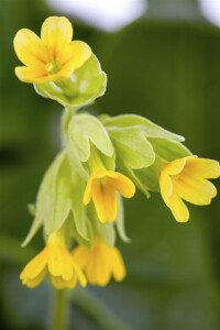 Primula beesiana 9 cm Topf - Größe nach Saison