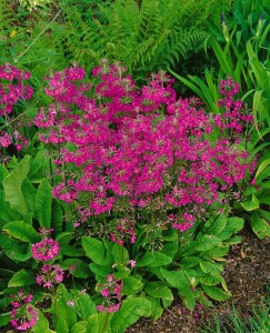 Primula beesiana 9 cm Topf - Größe nach Saison