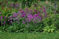 Primula beesiana 9 cm Topf - Größe nach Saison