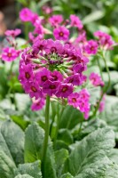 Primula beesiana 9 cm Topf - Größe nach Saison