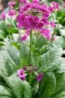 Primula beesiana 9 cm Topf - Größe nach Saison